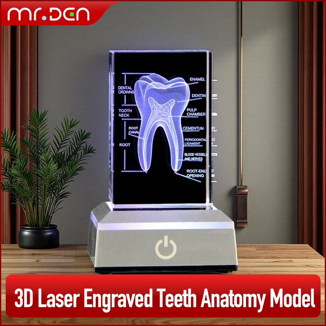 Paper Weight Crystal - Dental 3D grawerowane laserowo ludzki szkielet